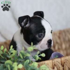 Boots, Boston Terrier Puppy